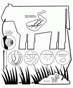 The life-cycle of parasitic nematodes that live in the cow's intestine. 